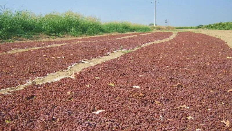 Türkiye'nin Çekirdeksiz Kuru Üzüm İhracat Potansiyeli ve Kurutulmuş Gıdaların Stratejik Önemi