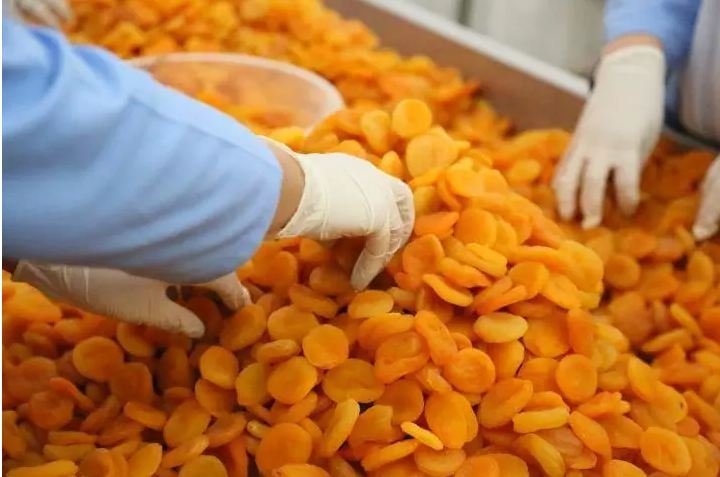 En İyi Kalite İçin Kuru Kayısı İşleme Tesislerinin Önemi